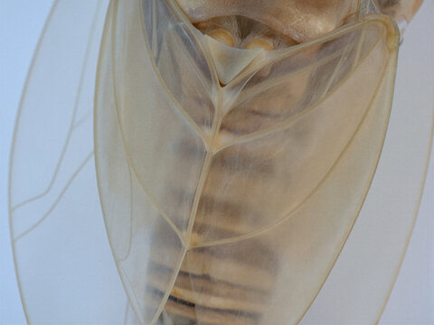 Macro Shot of Translucent Cicada Wings and Segmented Body Structure with Delicate Veins