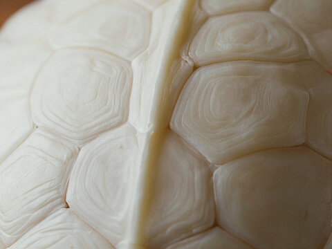 Macro Close-up of a Rare White Albino Turtle Shell Revealing Intricate Scute Patterns and Growth Rings
