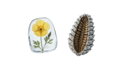 Naklejka premium Yellow Poppy Flower Preserved in Resin and Pine Cone