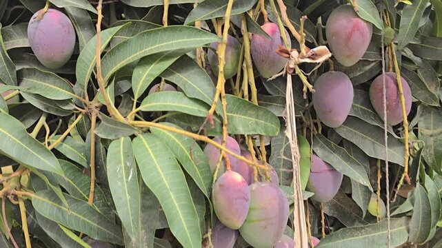 Ripe purple mangoes hanging on tree branches, tropical mango fruit plantation with green leaves, organic agriculture and exotic farming