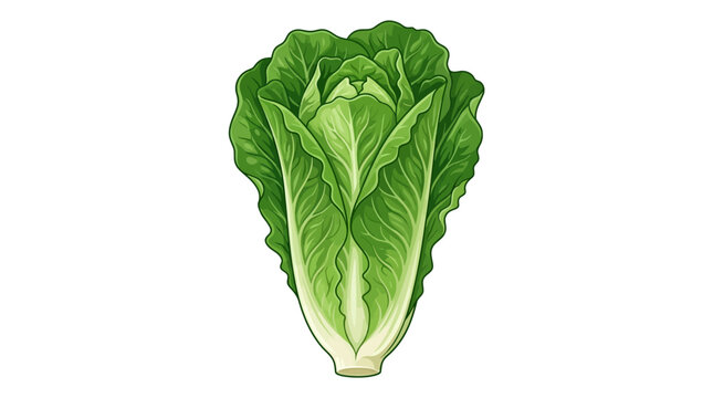 Fresh Romaine Lettuce