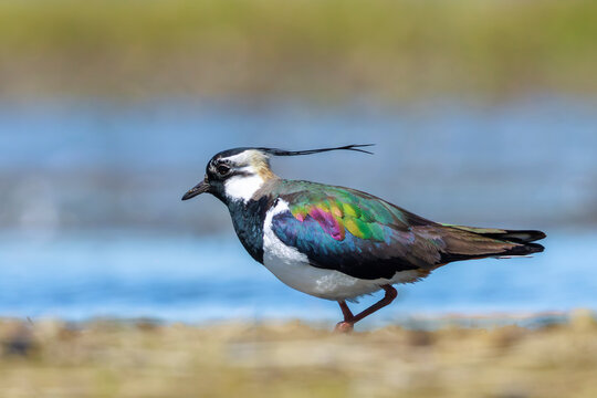 Northern lapwing, Vanellus vanellus, wading bird in a meadow
