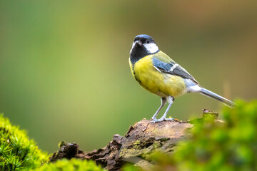 Great tit Parus major bird closeup © Sander Meertins