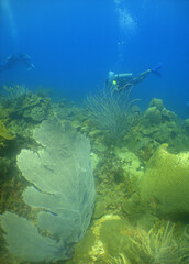 Fototapeta premium Group of Scuba Divers Exploring a Vibrant Caribbean Coral Reef