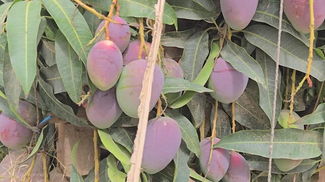 Purple mango fruits hanging on tree branch, ripe tropical mangoes in orchard garden, organic exotic fruit cultivation and agriculture