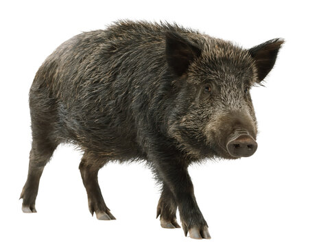 Wild boar standing in profile against a plain white background