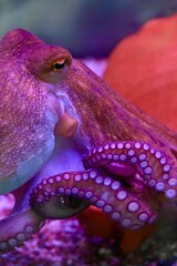Side view shot of a purple common octopus moving on the gravel bottom of an aquarium near a clay pot © Drachenfutter