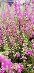 Obraz premium Blumen