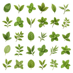 Obraz premium Mint Leaves & Matcha Tea Foliage Vector Pack