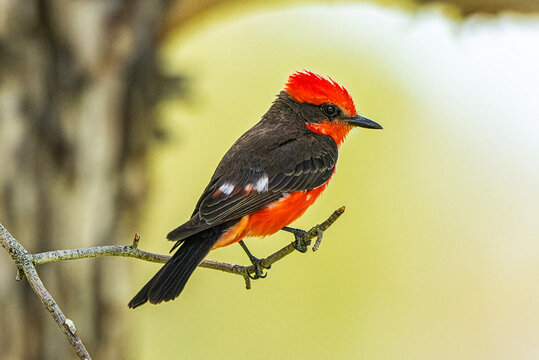 Vermilion Flycatcher (Pyrocephalus rubinus) Photo, Perched Showing His Colors