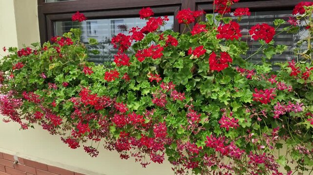 Vibrant red flowering geraniums in window boxes blooming beautifully. Explore the stunning display of vibrant red geraniums cascading from window boxes in full bloom