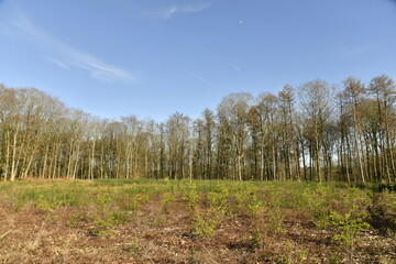 Obraz premium Les arbres au début du printemps dans la forêt des Monts à Braine-le-Château (Nivelles)