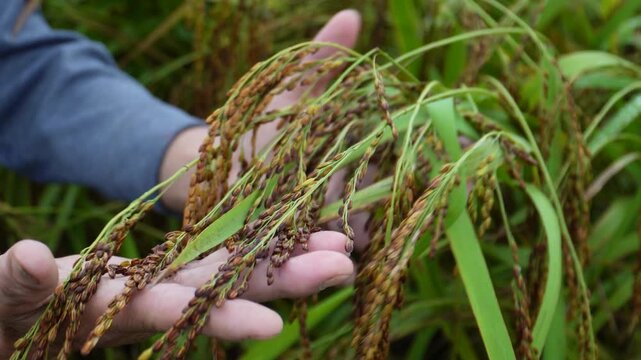 Vietnamese farmer inspecting ripe purple rice panicles in the field.