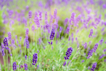 Obraz premium Beautiful lavender bushes closeup on sunset. Sunset gleam over purple flowers of lavender.