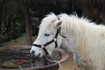 Cavalo © Tiago