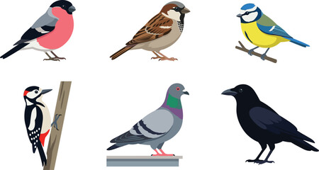Garden birds cartoon vector illustration collection featuring bullfinch, sparrow, blue tit, woodpecker, pigeon and crow wildlife characters isolated on white background © Yevhenii creative