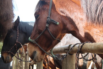 Cavalo © Tiago