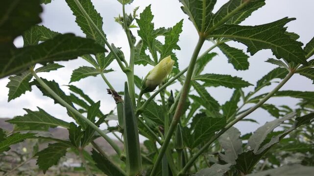 Okra plant (Bhindi/Lady Finger) in flowering and early fruiting stage.