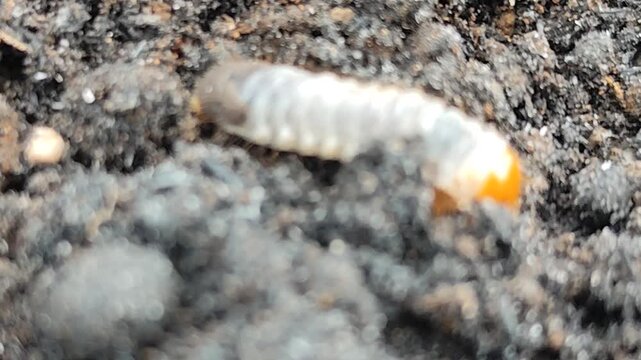 The ureth or embug (Lepidiota stigma) is creeping and making a tunnel. Embugs are multi-eating insects that attack roots. This insect lives in the soil.