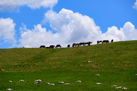A line of horses grazes along the hill ridge, scattered white sheep rest on lush grass, massive fluffy white clouds float across vivid blue sky over grassland slope.