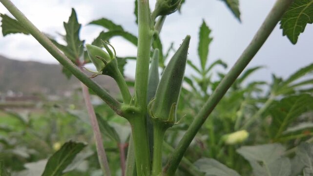 fresh okra pods with a young bud growing upwards on a green stalk in an outdoor agricultural field.