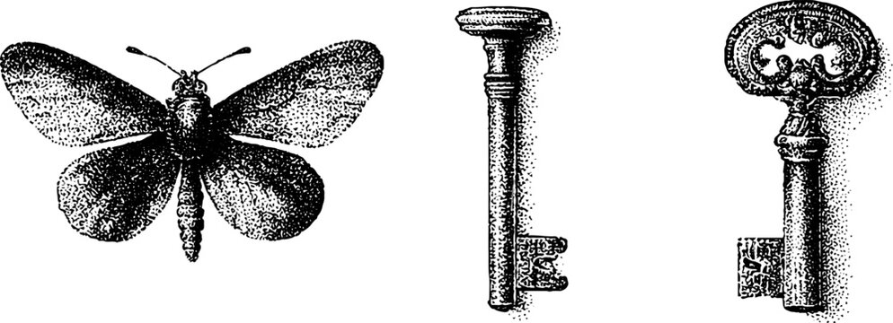 Detailed moth and antique skeleton keys engraving trio for vintage background and decorative design use