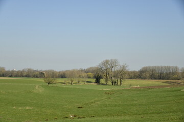 Fototapeta premium Ciel bleu d'hiver au dessus des vastes prairies près d'un bois à Écaussinnes d'Enghien (Soignies)