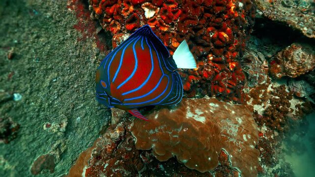 Blue ring angelfish swimming over colorful coral reef ecosystem underwater