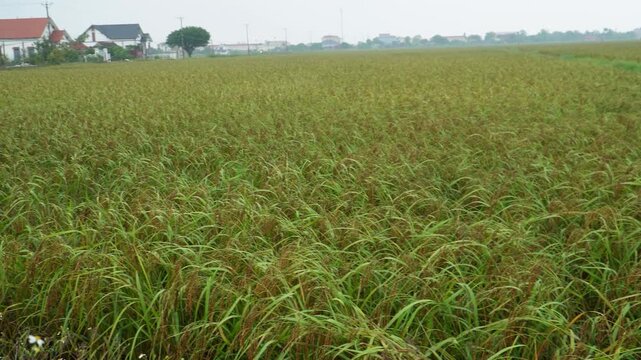 Vietnamese farmer inspecting ripe purple rice panicles in the field.