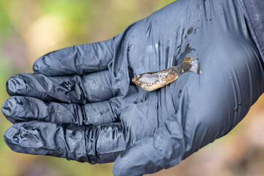 La Tuque, Canada, 07 May 2026 : A person wearing a black protective glove holds a small, wet salamander in their palm.