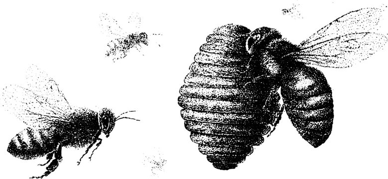Stipple black and white beehive with buzzing bees illustration for nature labels and background design