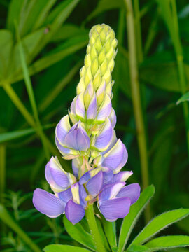 Lupine flowers in a summer meadow