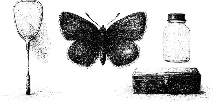 Butterfly with net specimen jar and storage box black and white stippling drawing for natural history poster and scientific layout
