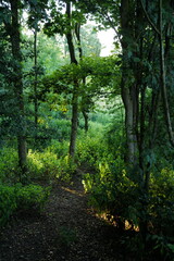 Fototapeta premium English broadleaf woodland