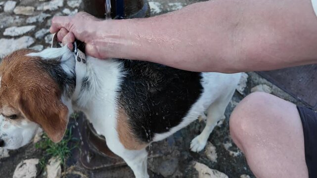 Owner washes a wet beagle dog outdoors on a sunny day, close-up shot