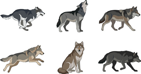 Wolf cartoon vector illustration collection featuring running, howling, walking, sitting and stalking gray wolf wildlife character poses isolated on white background © Yevhenii creative