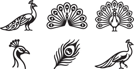 Black and white peacock and feather vector illustrations Vector © Sazid