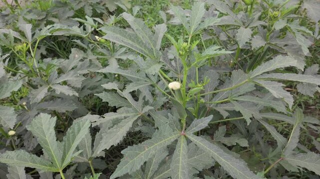 Okra plant (Bhindi/Lady Finger) in flowering and early fruiting stage.