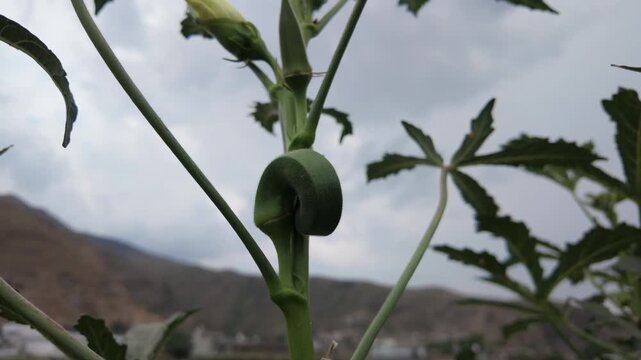 fresh okra pods with a young bud growing upwards on a green stalk in an outdoor agricultural field.