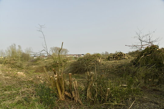 D&eacute;boisement d'une for&ecirc;t au d&eacute;but du printemps &agrave; &Eacute;caussinnes d'Enghien (Soignies)