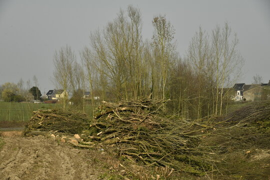 Tas de branchages et de troncs lors d'une d&eacute;forestation &agrave; &Eacute;caussinnes-d'Enghien (Soignies)