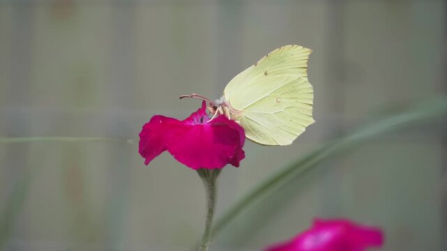 Common Brimstone butterfly feeding on pink Silene coronaria flower in garden