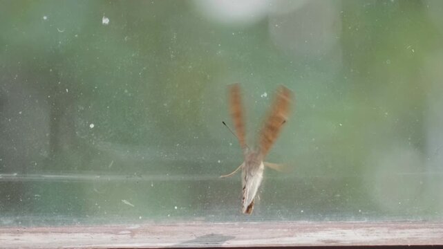 Silver-washed fritillary butterfly trapped on a dirty window pane