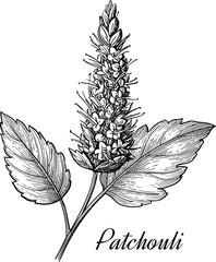 Fototapeta premium Patchouli plant. Isolated ink sketches of Pogostemon cablin. Aromatic herb used in essential oils, perfumes, and fragrances. Hand-drawn vintage engraving illustration.