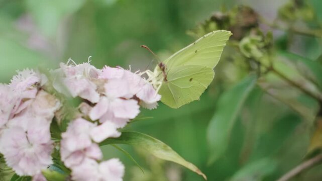 Common Brimstone Butterfly Feeding on Pink Flower in Summer Garden