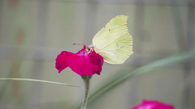 Common Brimstone Butterfly feeding on a magenta flower. Macro video of Gonepteryx rhamni on Lychnis coronaria in a summer garden.
