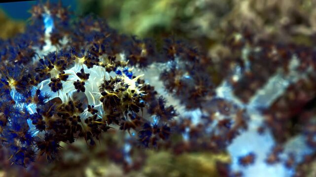 Delicate blue and white coral polyps moving on the ocean floor
