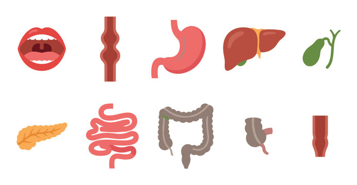 Human digestive system organs illustration set for medical education and health awareness, depicting the complex process of digestion.
