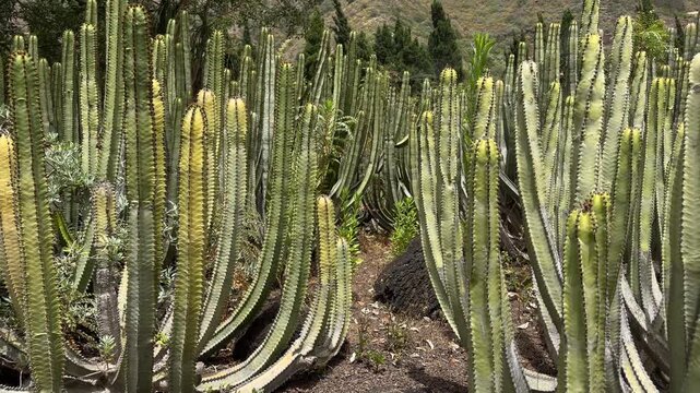 cactus, plant, desert, flora, nature, sunlight, yellow, green, stems, buds, landscape, mountain, rocky, terrain, vegetation, growth, ecosystem, outdoor, botanical, arid, spines, thorns, environment, b