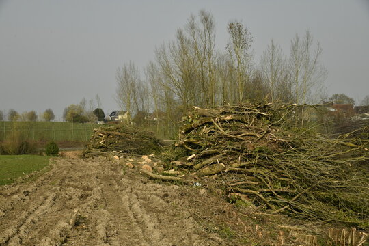Tas de branchages et de troncs lors d'une d&eacute;forestation &agrave; &Eacute;caussinnes-d'Enghien (Soignies)